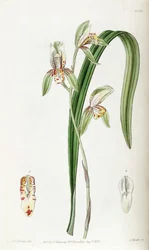 Cymbidium ensifolium